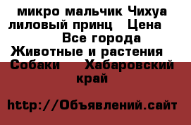 микро мальчик Чихуа лиловый принц › Цена ­ 90 - Все города Животные и растения » Собаки   . Хабаровский край